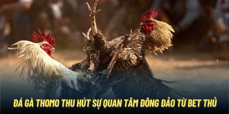 Đá gà Thomo thu hút sự quan tâm đông đảo từ bet thủ