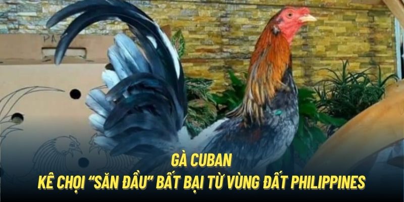 Gà Cuban | Kê Chọi “Săn Đầu” Bất Bại Từ Vùng Đất Philippines