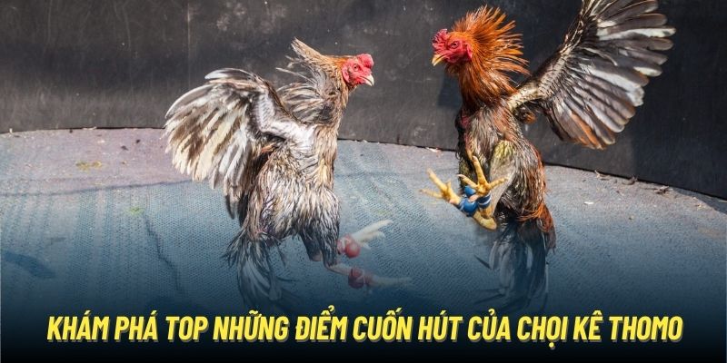 Khám phá top những điểm cuốn hút của chọi kê Thomo