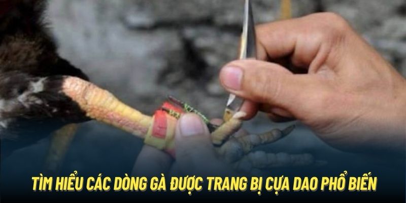 Tìm hiểu các dòng gà được trang bị cựa dao phổ biến