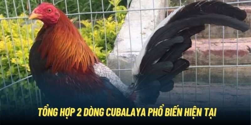 Tổng hợp 2 dòng Cubalaya phổ biến hiện tại